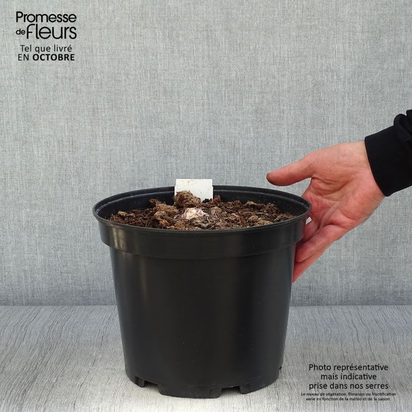 Ejemplar de Eremurus himalaïcus - Cola de zorro Maceta 7,5L/10L entregado en otoño