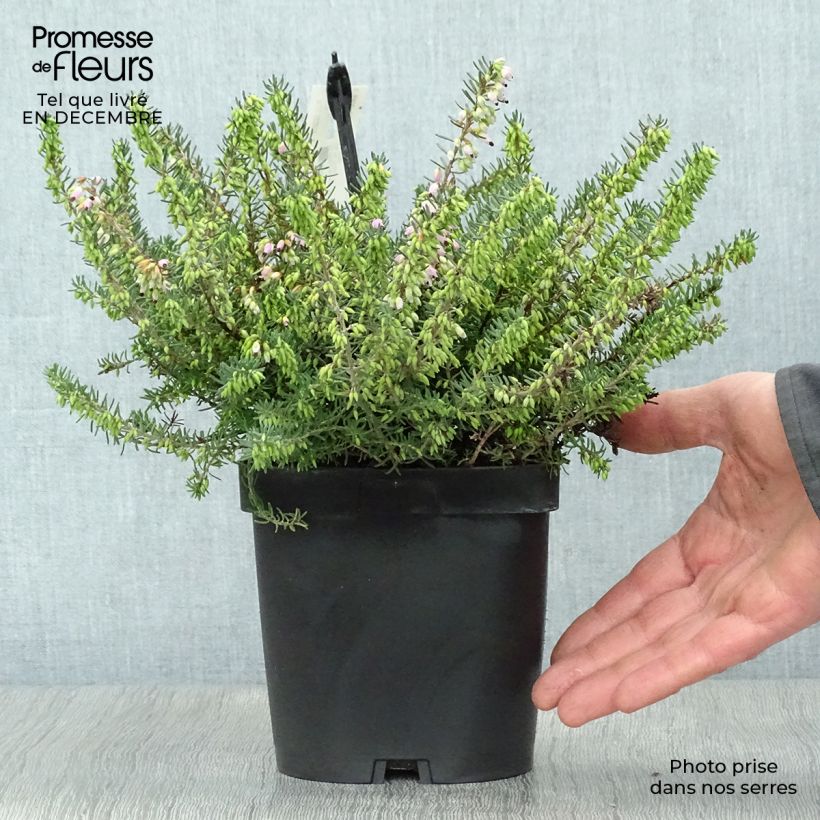 Erica darleyensis Tyann - Brezo rosado Maceta 2L/3L Ejemplar entregado en invierno