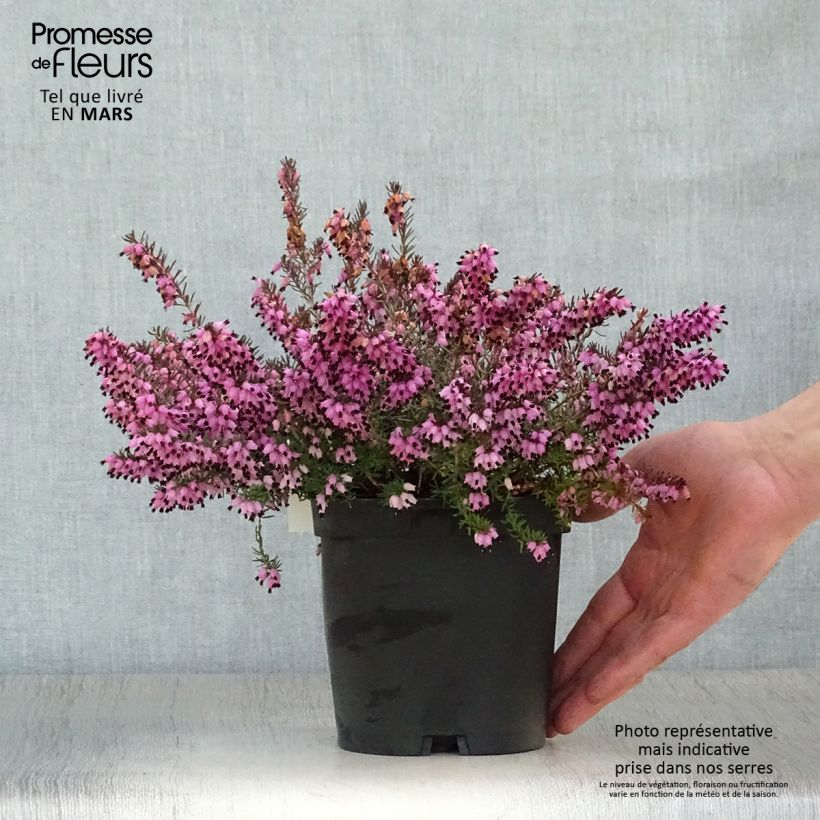 Erica darleyensis Tyann - Brezo rosado Maceta 2L/3L Ejemplar entregado en la primavera