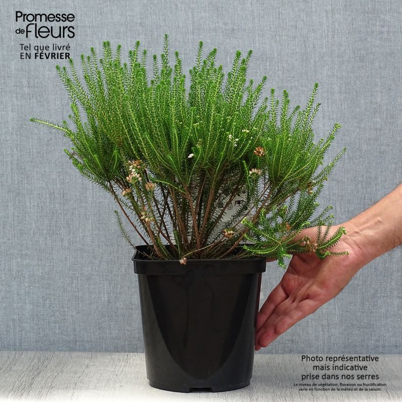 Ejemplar de Erica terminalis - Brezo de turbera Maceta 4L/5L entregado en otoño