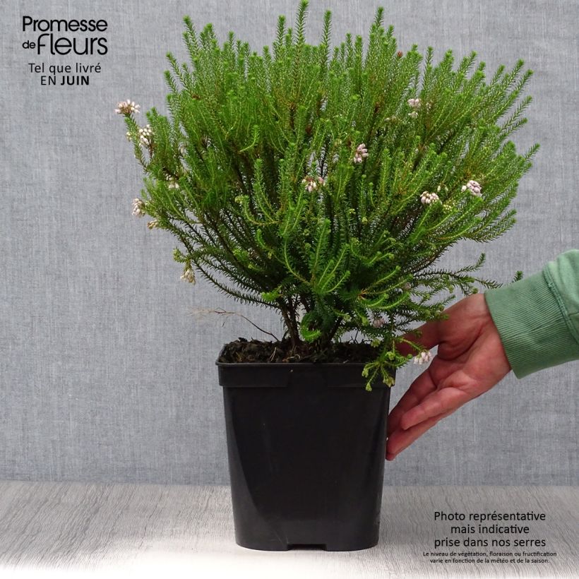 Ejemplar de Erica terminalis - Brezo de turbera Maceta 4L/5LAltura de entrega aprox. 30+/-cm entregado en verano