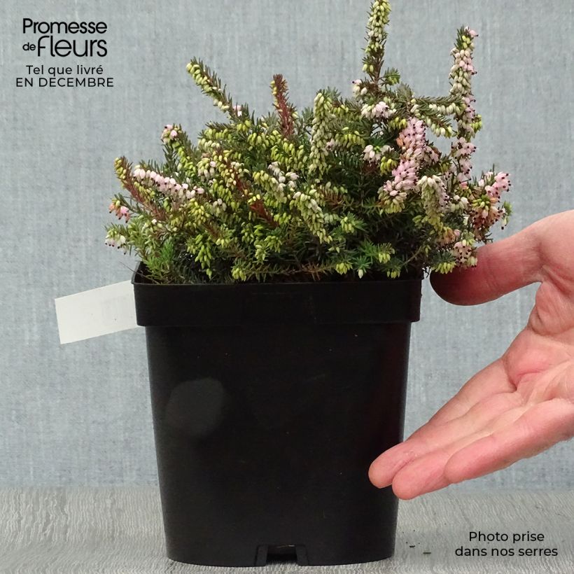Erica darleyensis Winter Belles Phoebe - Brezo rosado Maceta 2L/3L Ejemplar entregado en invierno