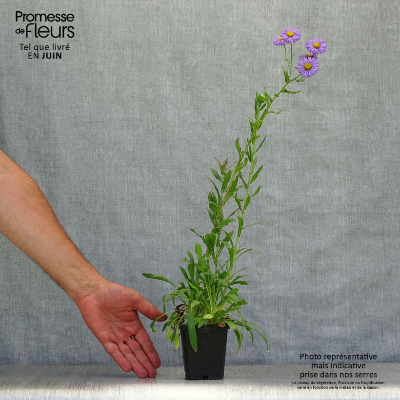 Ejemplar de Erigeron speciosus Azure Beauty - Margarita de Oregón Maceta de 8/9 cm entregado en verano