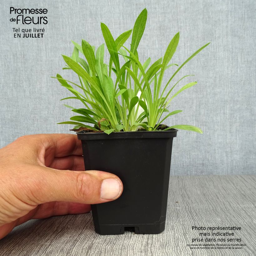 Ejemplar de Erigeron Professor Korodi - Margarita Maceta de 8/9 cm entregado en verano