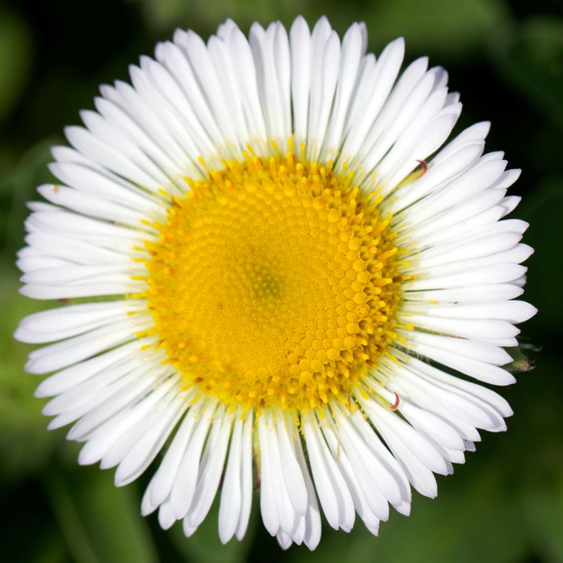 Erigeron glaucus - Margarita glauca (Floración)