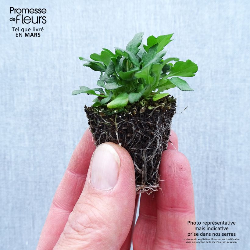 Erigeron karvinskianus - Margarita cimarrona Bandeja de semillero: cepellón 3,8 cm x 3,2 cm en bandeja de cultivo por 16 Ejemplar entregado en la primavera