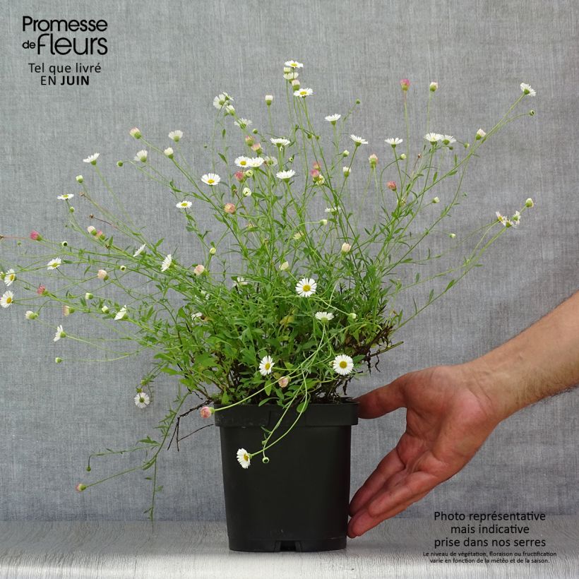 Ejemplar de Erigeron karvinskianus - Margarita cimarrona Maceta 2L/3L entregado en verano