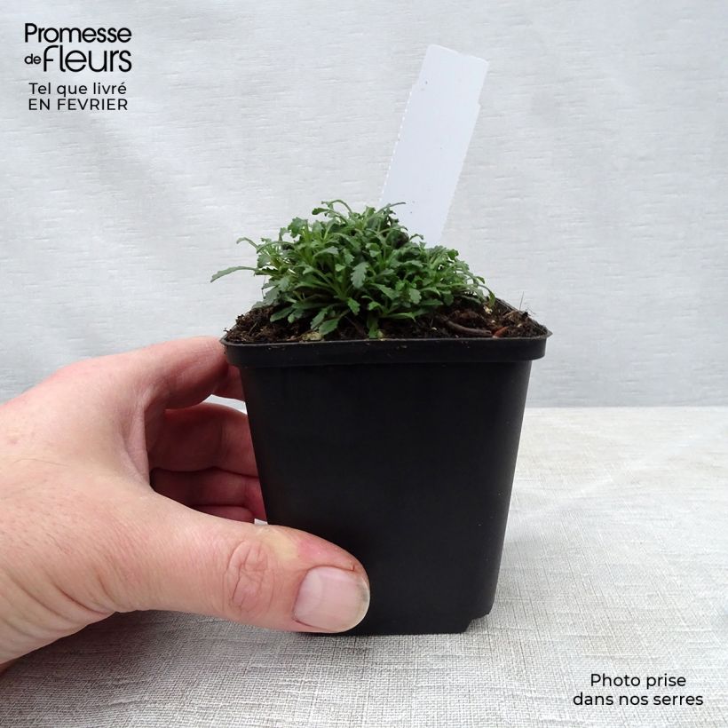 Erinus alpinus Hähnle - Erino alpino Maceta de 8/9 cm Ejemplar entregado en invierno