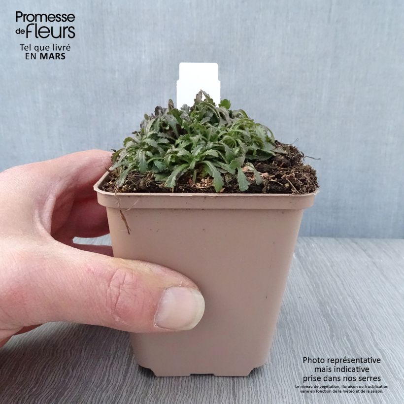 Erinus alpinus Hähnle - Erino alpino Maceta de 8/9 cm Ejemplar entregado en la primavera