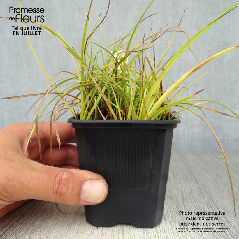 Ejemplar de Eriophoron angustifolium - Algodoncillo de pantano Maceta de 8/9 cm entregado en verano