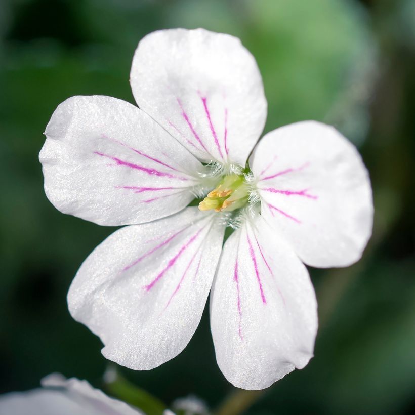 Erodium variabile Album - Alfileria (Floración)