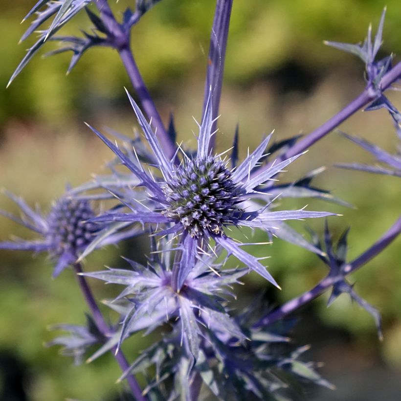 Eryngium maritimum Lapis Blue - Cardo de mar (Floración)
