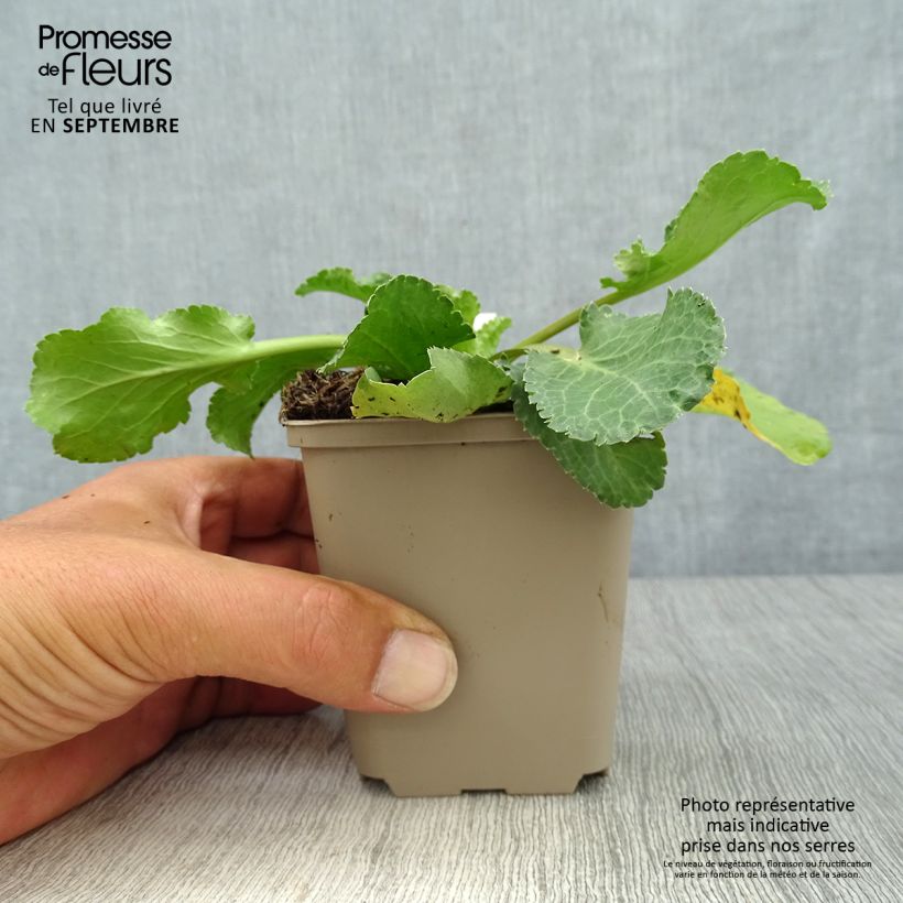 Ejemplar de Eryngium planum Tiny Jackpot - Cardo plano Maceta de 8/9 cm entregado en otoño