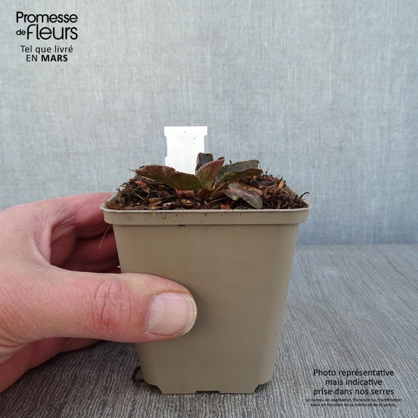 Eryngium planum Tiny Jackpot - Cardo plano Maceta de 8/9 cm Ejemplar entregado en invierno