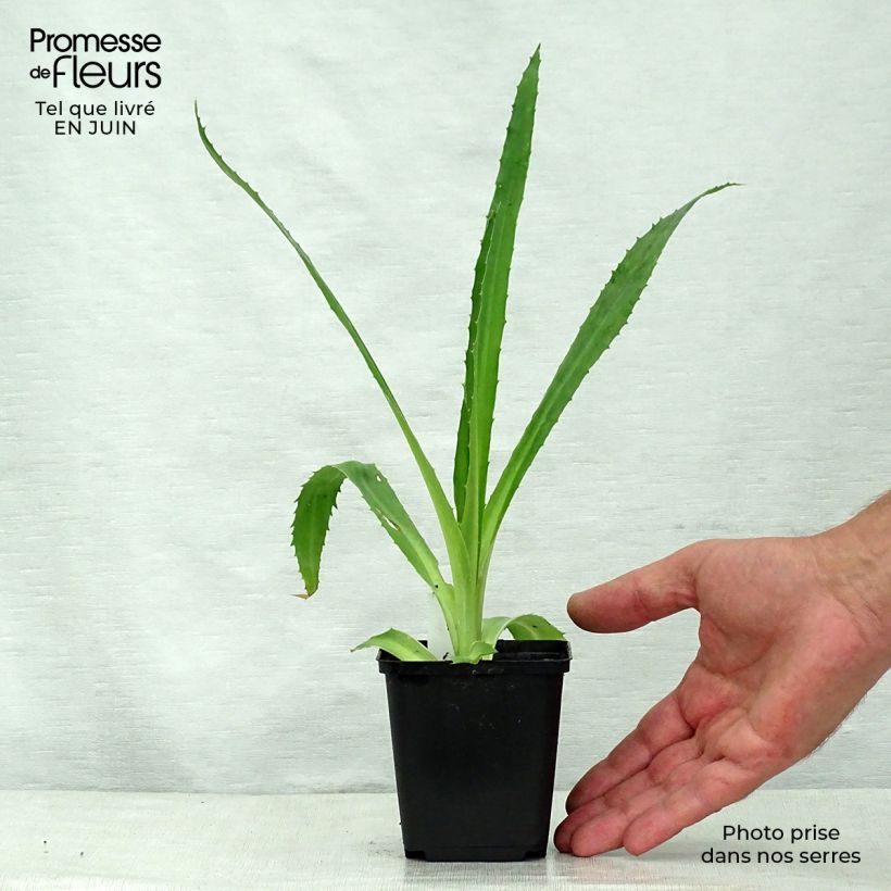 Ejemplar de Eryngium agavifolium - Cardo de hoja de agave Maceta de 8/9 cm entregado en verano