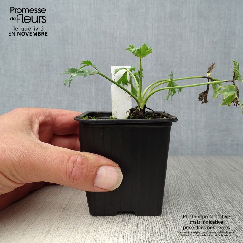 Ejemplar de Eryngium bourgatii - Panizo de mar Maceta de 8/9 cm entregado en otoño