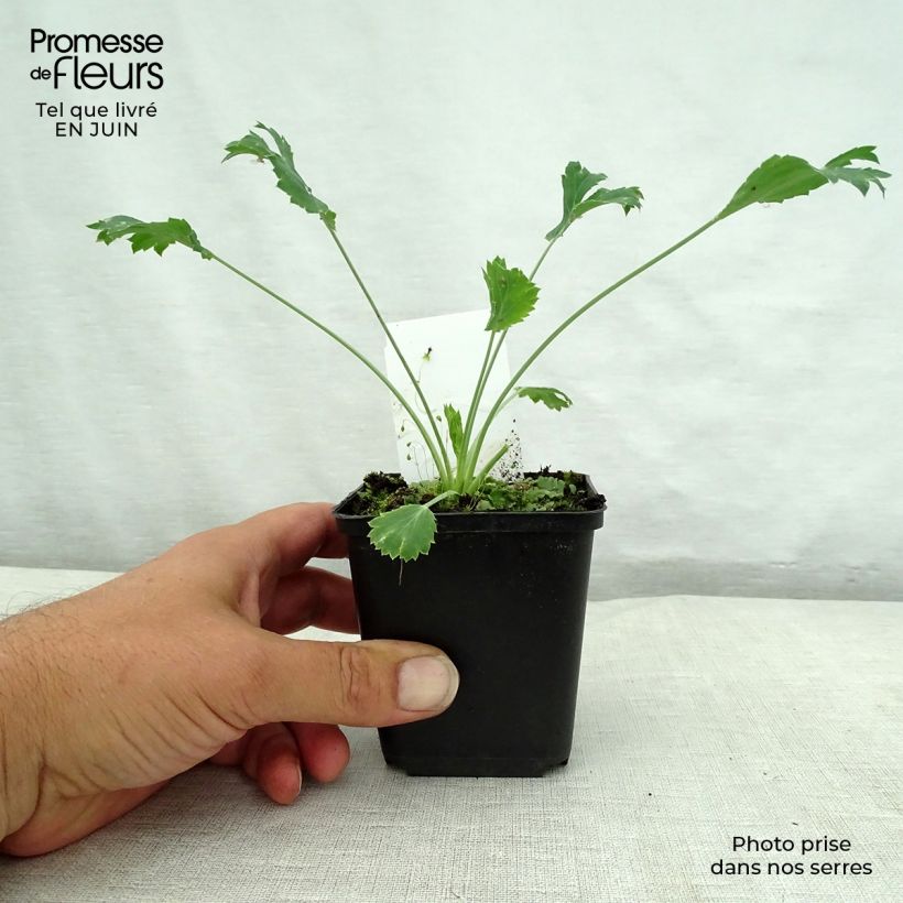 Ejemplar de Eryngium bourgatii - Panizo de mar Maceta de 8/9 cm entregado en verano