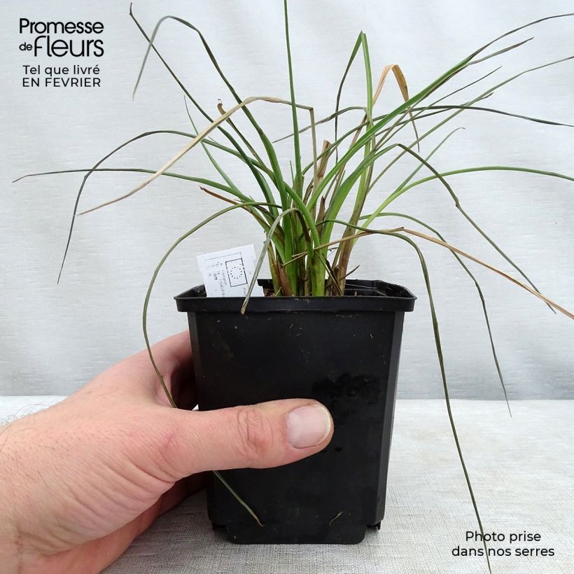Eryngium ebracteatum var. poterioides - Cardo de monte Maceta 2L/3L Ejemplar entregado en invierno