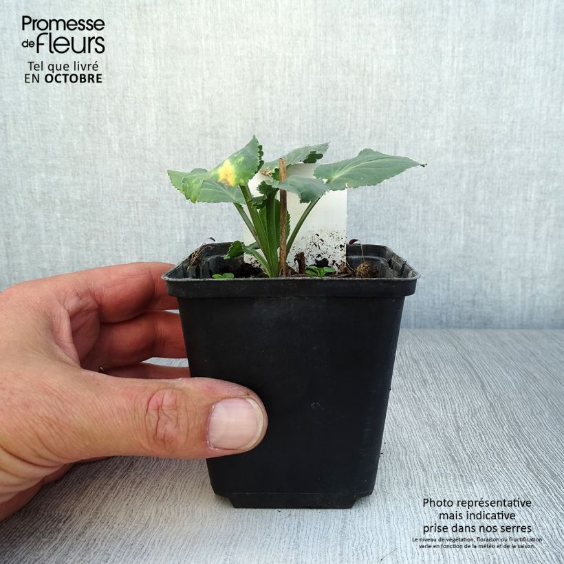 Ejemplar de Eryngium planum Blauer Zwerg - Cardo plano Maceta de 8/9 cm entregado en otoño