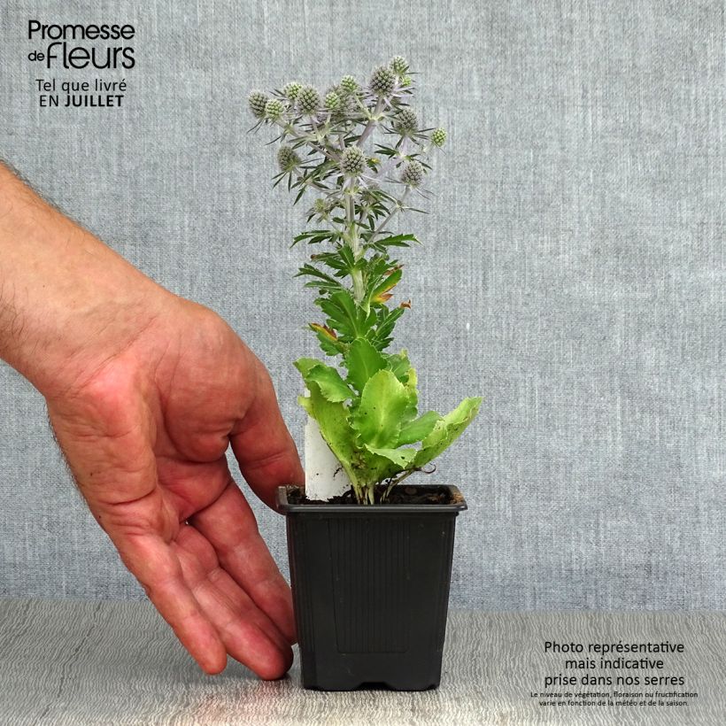Ejemplar de Eryngium planum Blue Hobbit - Cardo plano Maceta de 8/9 cm entregado en verano