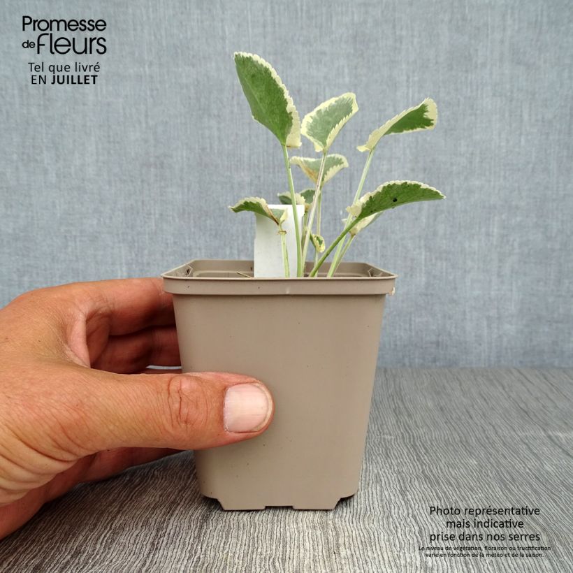 Ejemplar de Eryngium planum Jade Frost - Cardo plano Maceta de 8/9 cm entregado en verano