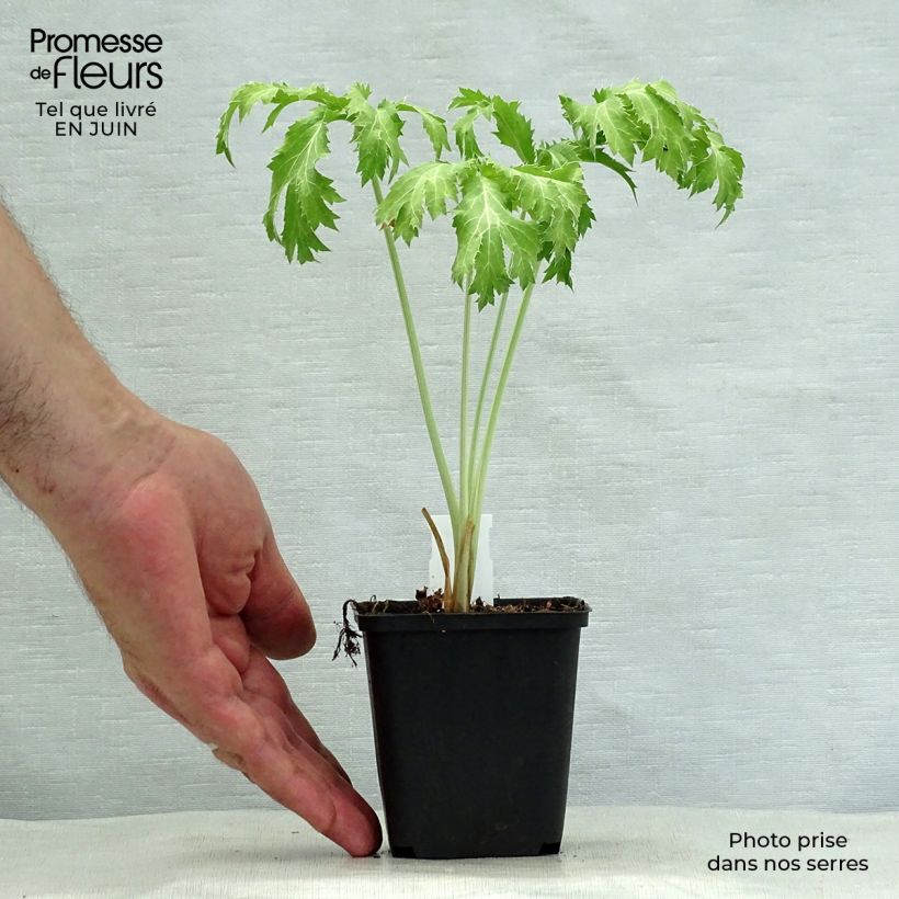 Ejemplar de Eryngium planum Neptune's Gold - Cardo plano Maceta de 8/9 cm entregado en verano