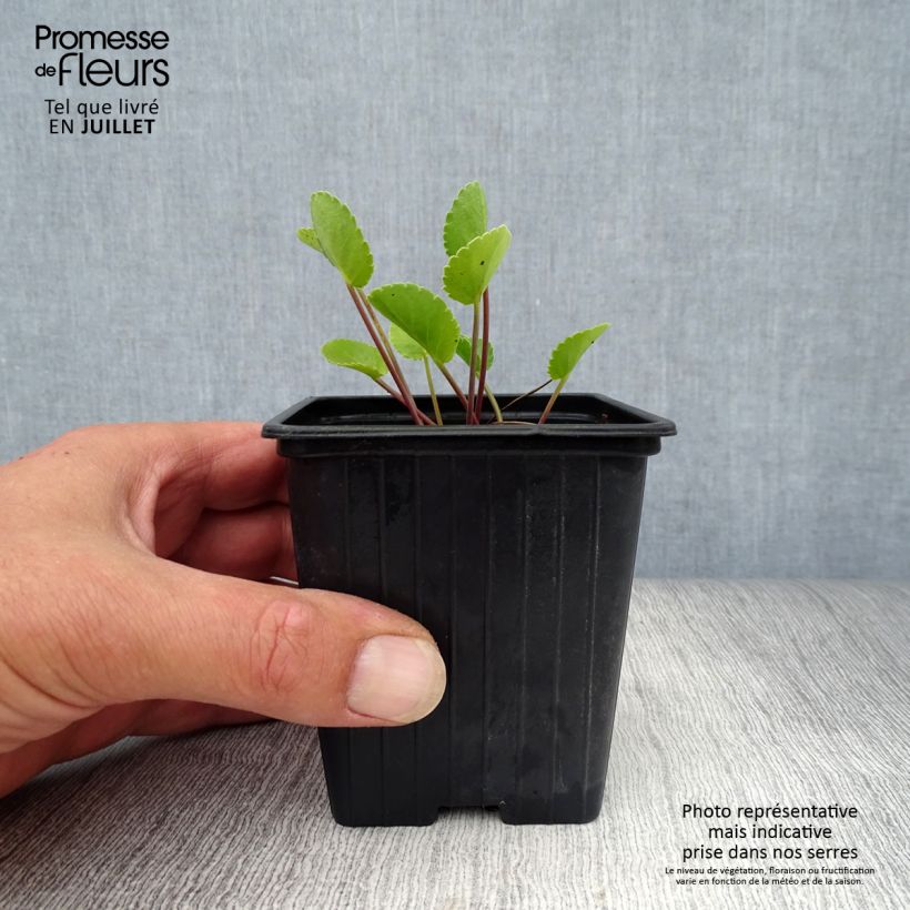 Ejemplar de Eryngium planum - Cardo plano Maceta de 7/8 cm entregado en verano