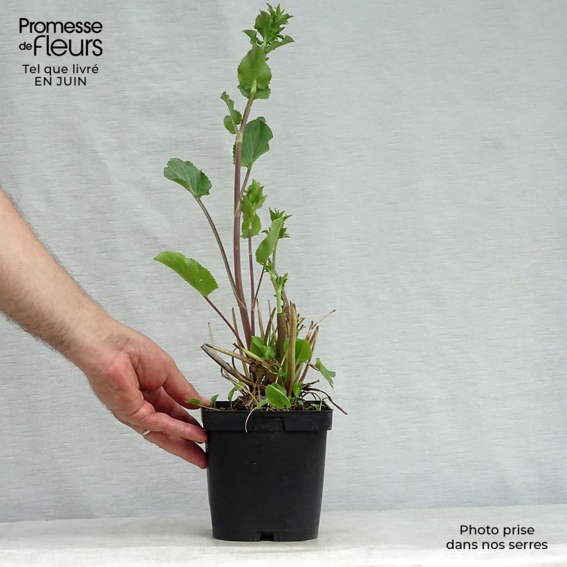 Ejemplar de Eryngium planum - Cardo plano Maceta 2L/3L entregado en verano