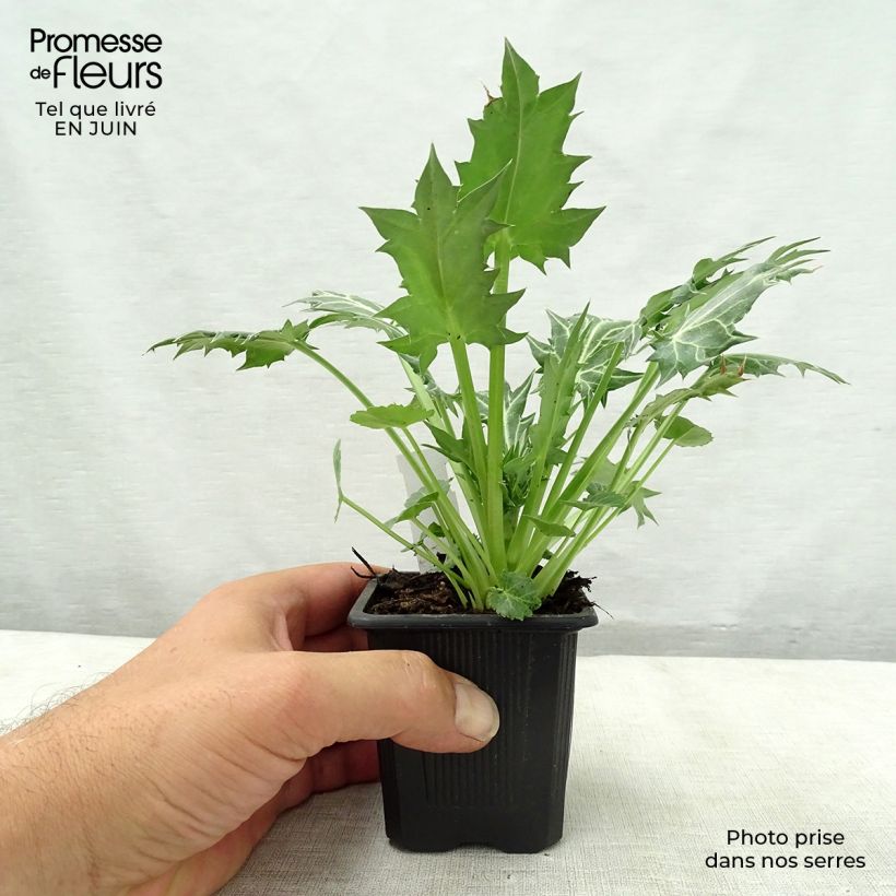 Ejemplar de Eryngium variifolium - Panicaut panaché Godet de 9cm entregado en verano