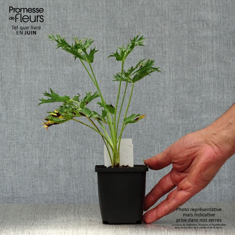 Ejemplar de Eryngium zabelii Big Blue - Eringio Maceta de 8/9 cm entregado en verano