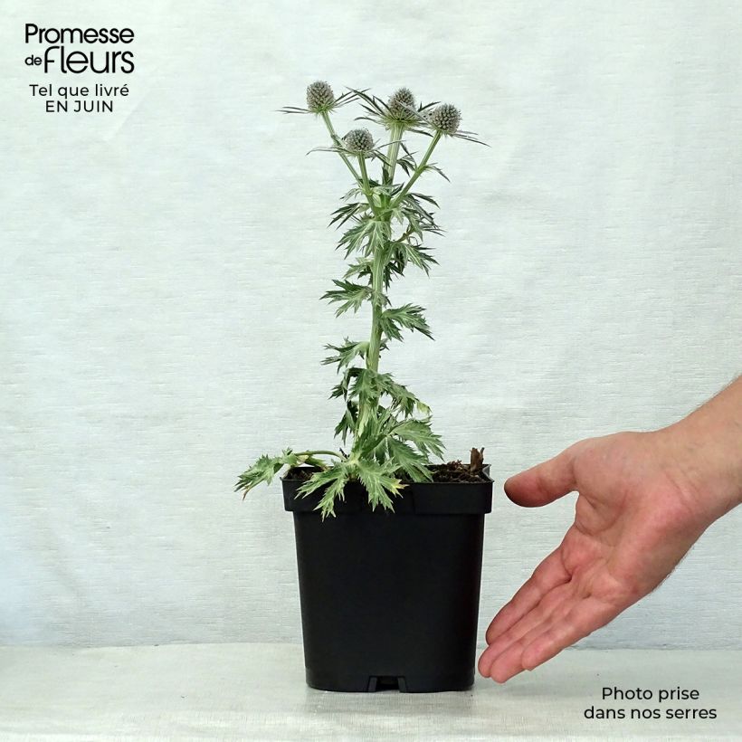 Ejemplar de Eryngium zabelii Big Blue - Eringio Maceta 2L/3L entregado en verano