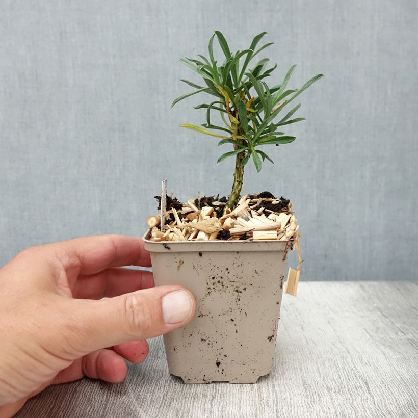 Ejemplar de Erysimum Bowles Mauve - Alhelí Maceta de 8/9 cm entregado en verano