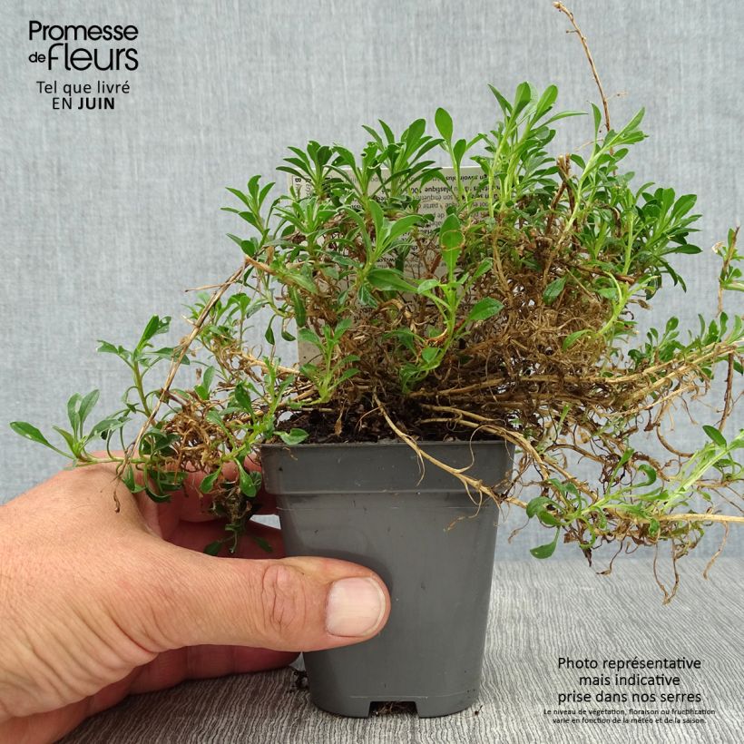 Ejemplar de Erysimum Jubilee Gold - Alhelí Maceta de 8/9 cm entregado en verano