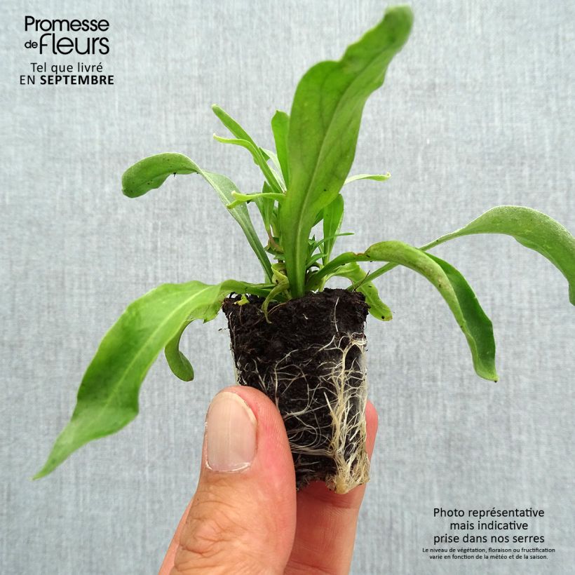 Ejemplar de Erysimum Winter Spice - Alhelí minicepellón: Ø 3/4 cm entregado en otoño