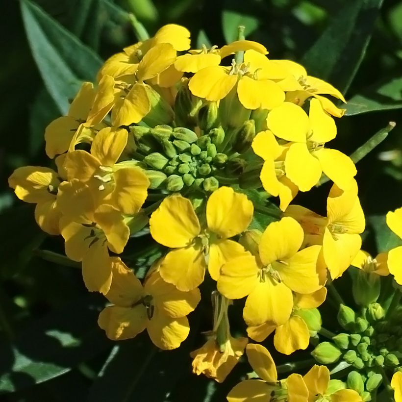 Erysimum alpinum - Alhelí (Floración)