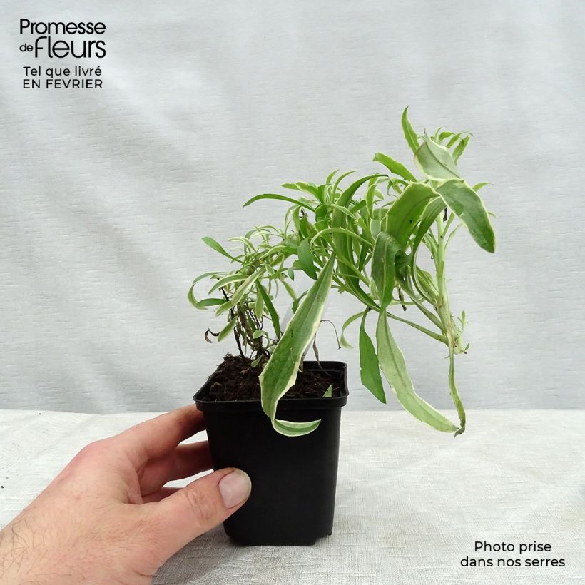Erysimum linifolium Variegatum - Alhelí Maceta de 8/9 cm Ejemplar entregado en invierno