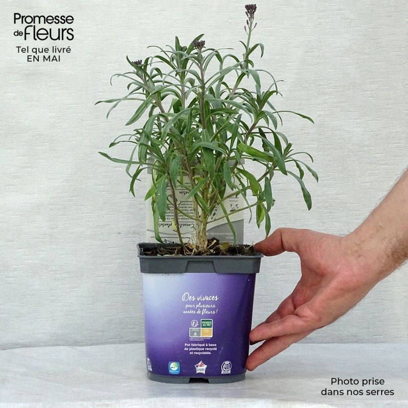 Erysimum linifolium Variegatum - Alhelí Maceta de 8/9 cm Ejemplar entregado en la primavera