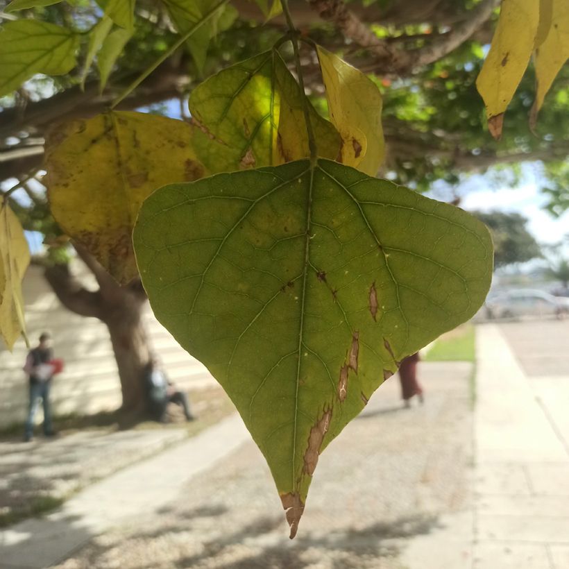 Árbol del coral - Erythrina caffra (Follaje)