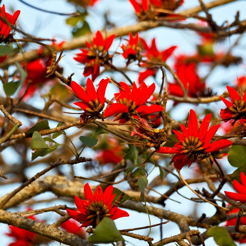 Árbol del coral - Erythrina caffra (Floración)