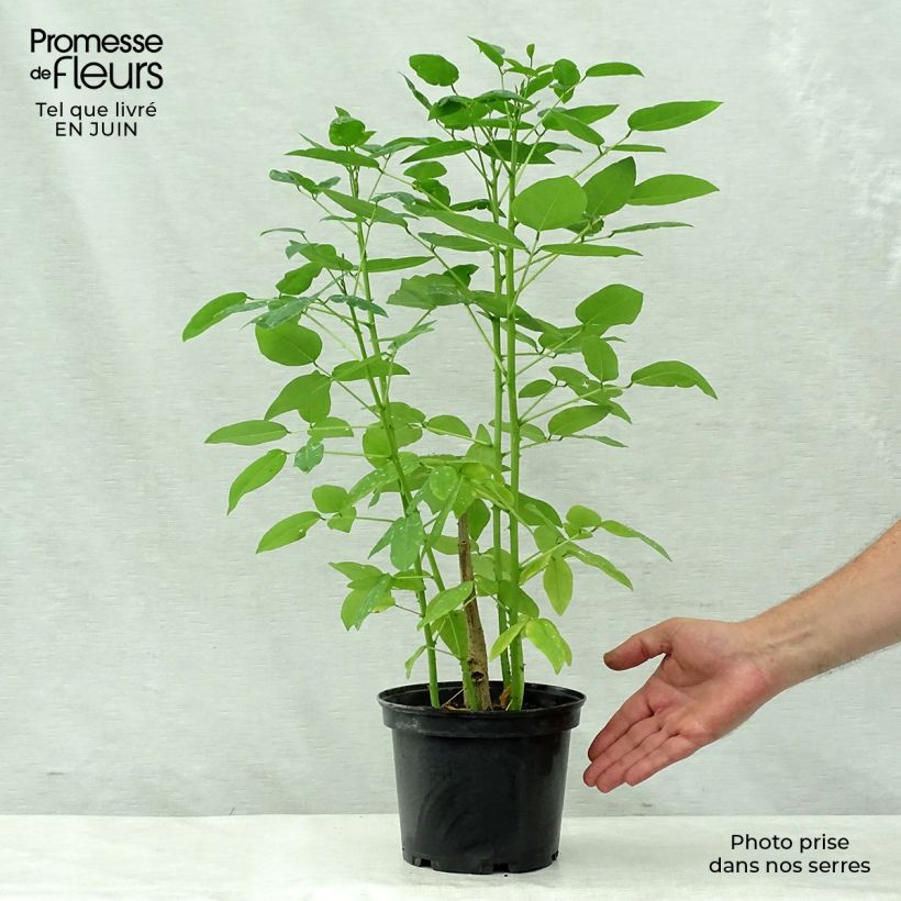 Ejemplar de Erythrina crista-galli - Ceibo Maceta 2L/3LAltura de entrega aprox. 20/40cm entregado en verano
