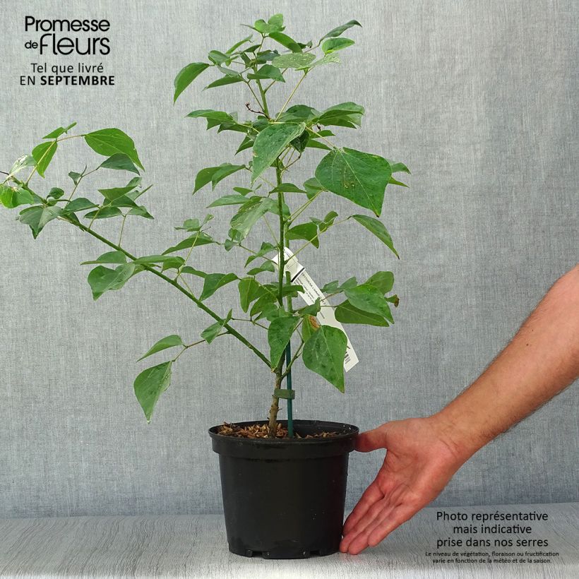 Ejemplar de Erythrina bidwillii - Coralito Maceta 2L/3L entregado en otoño
