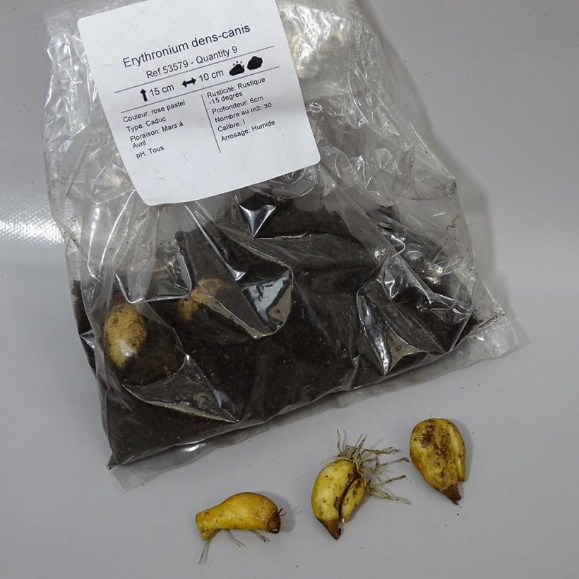Ejemplo de ejemplar de Erythronium dens-canis - Diente de perro Bulbo calibre I tal y como se entrega