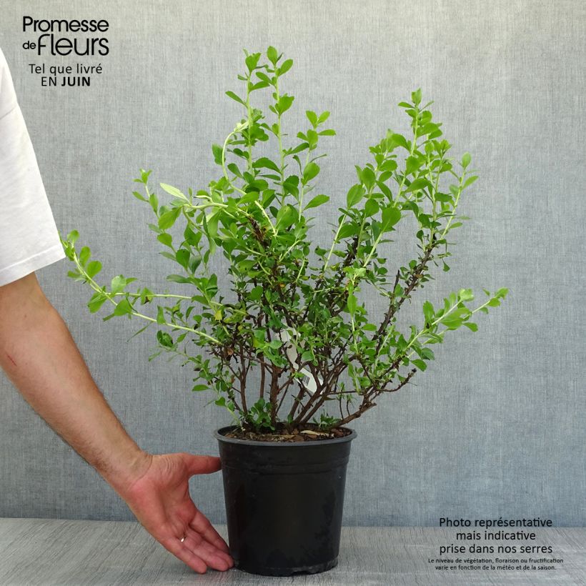 Ejemplar de Escallonia Donard Radiance Pot de 3.5L entregado en verano