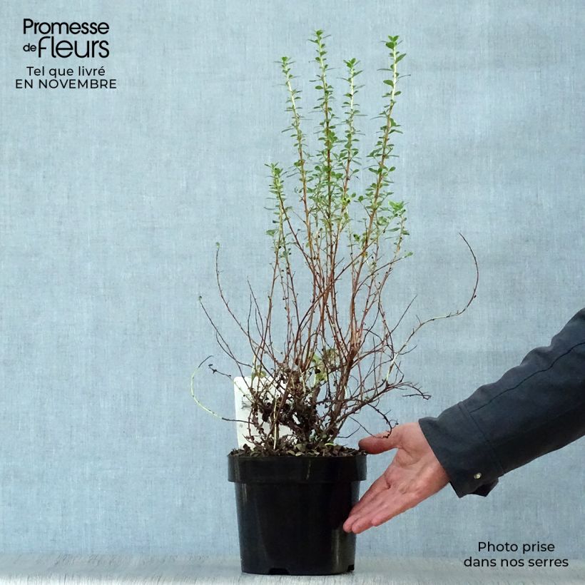 Ejemplar de Escallonia Donard Seedling Maceta 1L/1,5L entregado en otoño