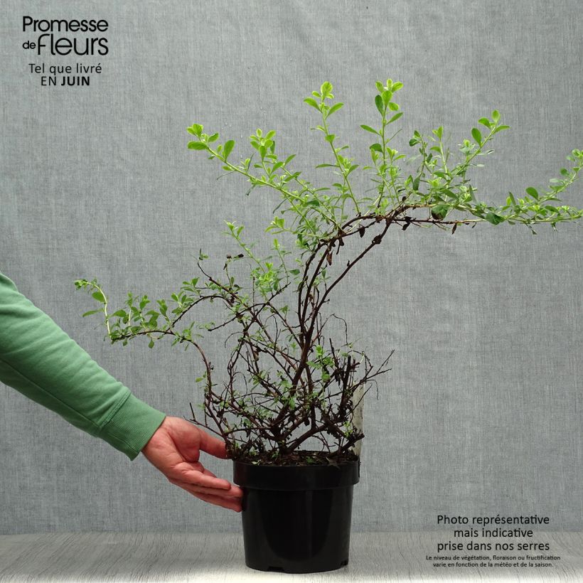 Ejemplar de Escallonia Donard Seedling 30/40cm en pot de 1L/1.5L entregado en verano