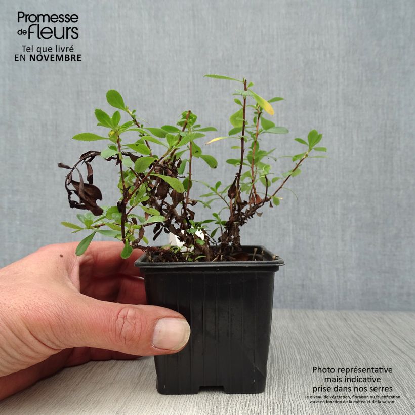 Ejemplar de Escallonia Donard Seedling Maceta de 8/9 cm entregado en otoño