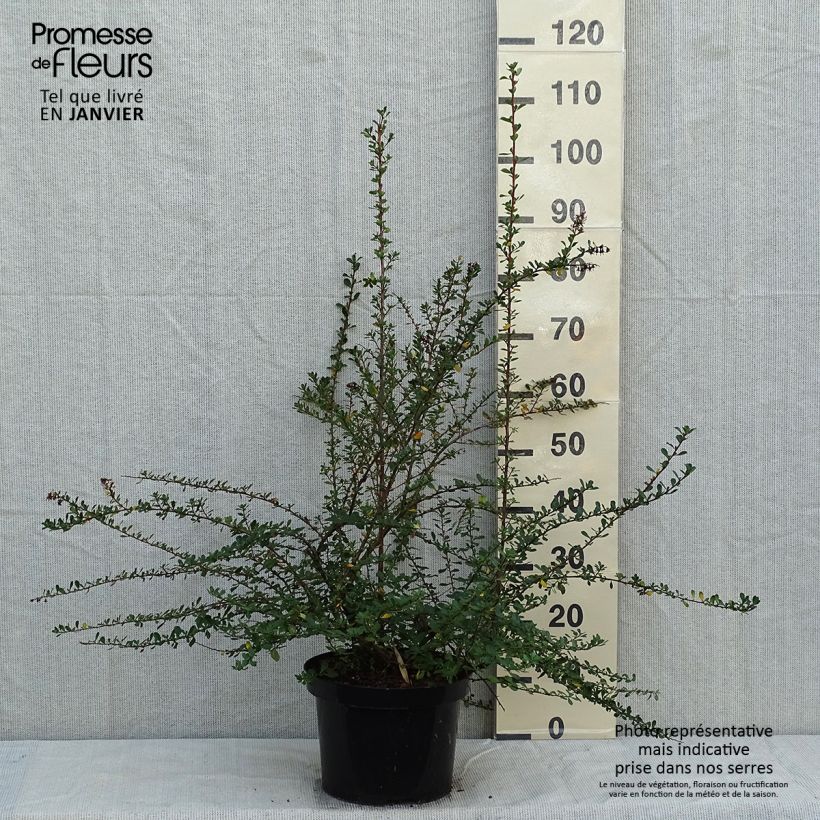 Escallonia Donard Seedling Maceta 7,5L/10L Ejemplar entregado en invierno
