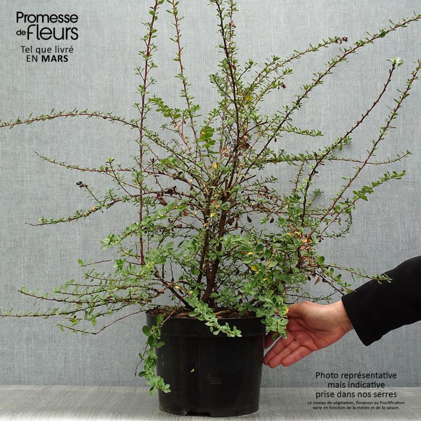 Escallonia Donard Seedling en pot de 7,5L/10L Ejemplar entregado en la primavera