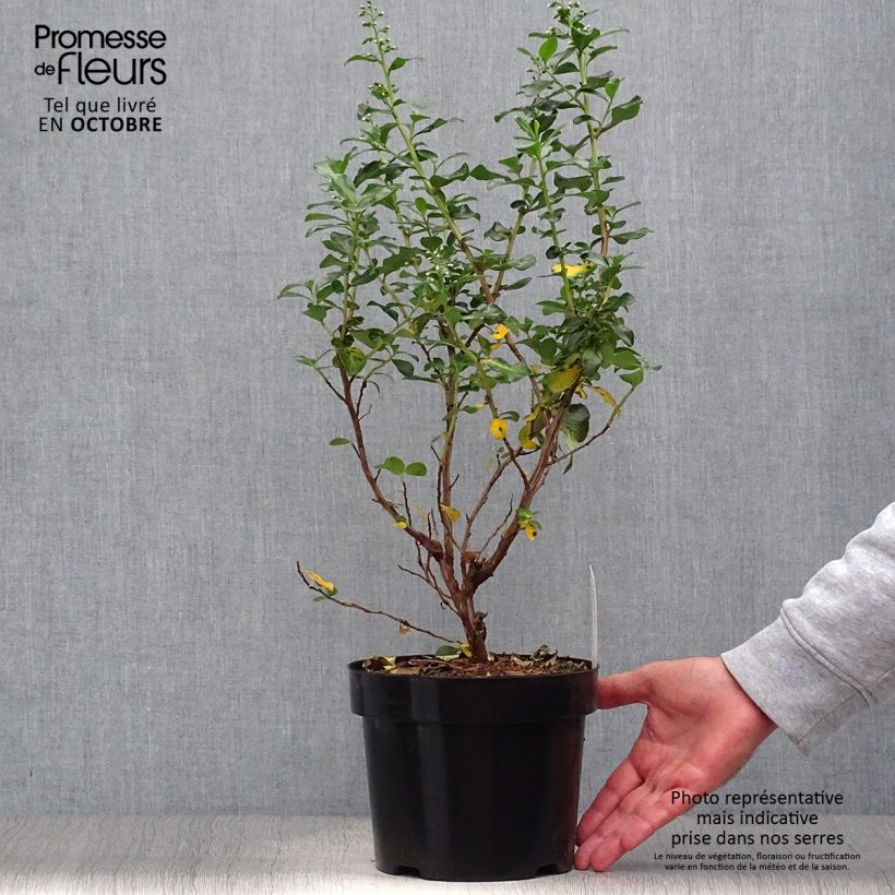 Ejemplar de Escallonia Iveyi Maceta 2L/3L entregado en otoño