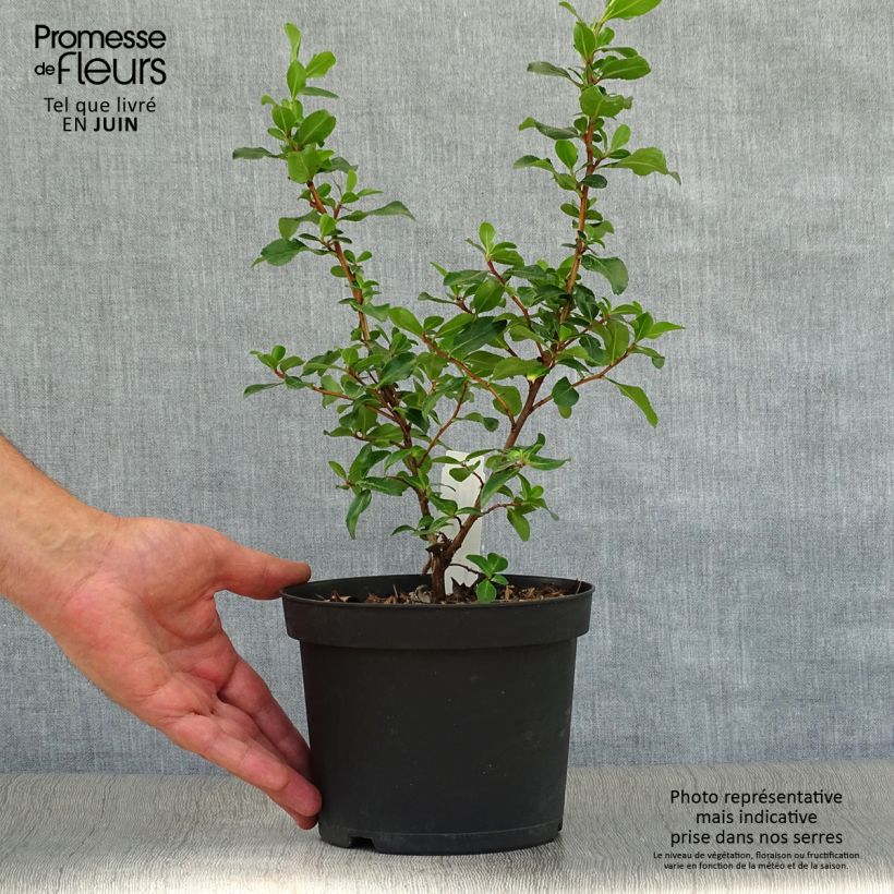 Ejemplar de Escallonia Iveyi en pot de 2/3L entregado en verano